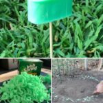 Protect Your Blueberries from Birds & Other Animals