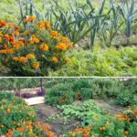 How to Propagate Roses from Cuttings Using Toilet Paper