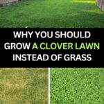 Unveiling the Vitality of Dandelion Roots: Nature’s Unsung Hero