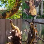 Unveiling the Vitality of Dandelion Roots: Nature’s Unsung Hero