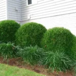 How To Prune Roses In 6 Simple Steps