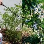 This is Why You Should Put Irish Spring Soap in Your Garden!