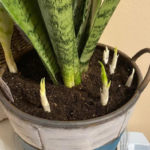 Here’s Why You Want to Hang an Overripe Banana in your Garden