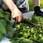 The SECRET of Keeping Fruits Fresh for 12 Months!