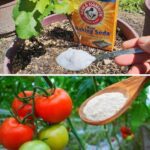How to Grow Potatoes in Containers at Home with Just One Potato