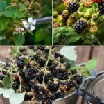 This is Why You Should Burn a Bay Leaf in Your Home