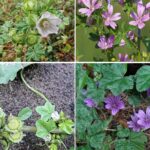 How To Grow Hydrangeas In Containers