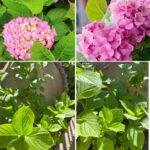 Exploring Malva Neglecta and Malva Sylvestris in Traditional and Modern Wellness Practices