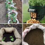 7 Reasons Why You Shouldn’t Kill Purslane in Your Garden