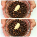 The Hidden Value of Fig Sap: Nature’s Liquid Gold