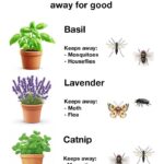 The Secret Power of Vinegar: 20 Gardening Problems Solved