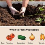 The Ultimate Guide to When to Plant Vegetables and Why (Your Seasonal Planting Calendar Explained)