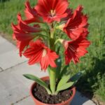How to Force a Snake Plant to Produce Pups for Unlimited Babies