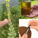 Having this plant in your garden is more valuable than finding money…