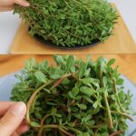 This essential oil kills lung, oral and ovarian cancer