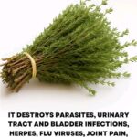 Few know the treasure that this plant is, you must prepare it with…