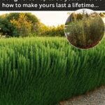 What You Should Do When You See Black Cables on the Road