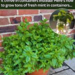 The Hidden Powers of Rosemary Bush – And Why You Should Plant It by the Door