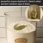 How to Grow Rosemary That Thrives for Years – 9 Proven Tips for Success