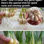 Mystery Solved: The Real Reason Your Fork Has a ‘Chipped’ Prong!