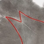 Use These Tips To Choose The Best Pot For A Snake Plant And Enjoy Watching It Thrive