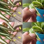 The Right Way to Store Fruits and Vegetables to Keep Them Fresh Longer