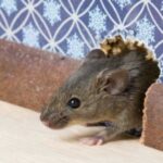 Vinegar is key to whiter clothes and softer towels, but most people use it incorrectly. Here’s how to use it right