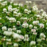 How To Get Rid Of Cigarette Smells In A House