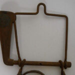 Keep a eucalyptus plant in your house. Here are the 10 effects people notice during winter months