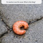 They Used This Every Day, But Can You Even Tell What It Is?