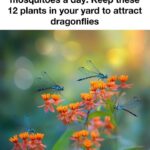 Keep a eucalyptus plant in your house. Here are the 10 effects people notice during winter months