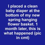 Eliminate fungus gnats before spring with these simple indoor fixes