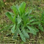 10 Great Reasons Why You Should Grow Lemon Balm