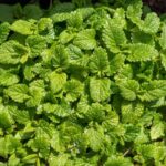 From Lawn to Remedy: All You Need to Know About White Clover (Trifolium repens)