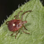 What’s the Small Round Hole on Your Nail Clipper For?