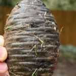 Sugar Free Condensed Milk With Just 3 Ingredients