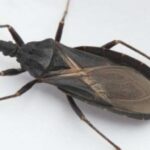 Aunt glues 2 red clay saucers onto a jar. Cute front porch decor!