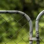 5 Reasons Seniors Should Add Oregano to Their Diet (A Simple Herb with Surprising Benefits)