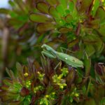 I placed a clean baby diaper at the bottom of my new spring hanging flower basket. 1 month later, this is what happened