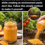 Ma grand-mère ne pouvait plus marcher car ses pieds étaient très enflés à cause d’une mauvaise circulation sanguine, mais je lui ai préparé cette recette maison et maintenant elle peut marcher et sauter car elle a pu éliminer sa mauvaise circulation, son diabète et l’accumulation de graisse dans son foie