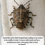 Soak leftover squeezed lemon halves and 1 common liquid and you will never go back