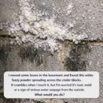 Oregano: The Powerful Medicinal Plant for Vision, Immunity, and Natural Healing