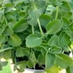 I moved some boxes in the basement and found this white fuzzy powder spreading across the cinder blocks. It crumbles when I touch it, but I’m worried it’s toxic mold or a sign of serious water seepage