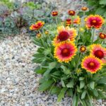 15 Flowers to Plant Outdoors This Month